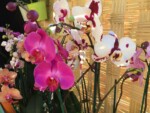 Orquídeas Grande con Flor Phalaenopsis en Maceta de Vidrio