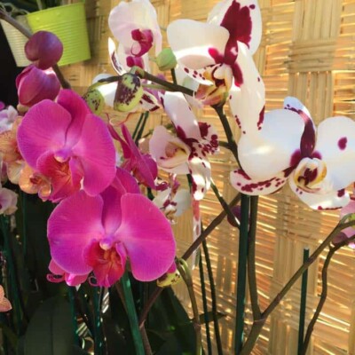 Orquídeas Grande con Flor Phalaenopsis en Maceta de Vidrio