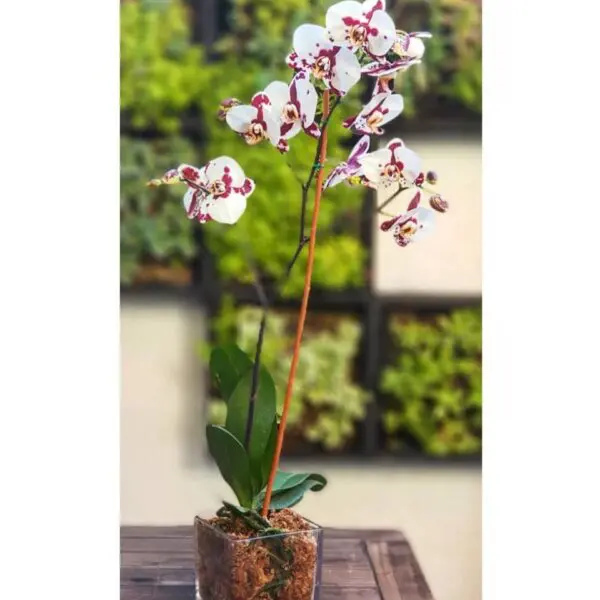 Orquídeas Grande con Flor Phalaenopsis en Maceta de Vidrio | Encactus Floral