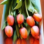 15 Tulipanes En Caja