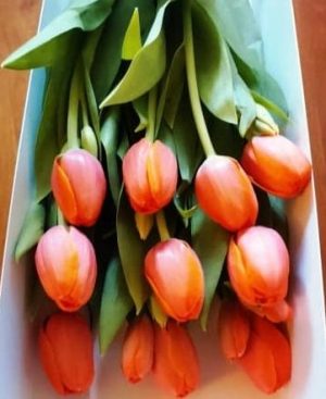 15 Tulipanes En Caja
