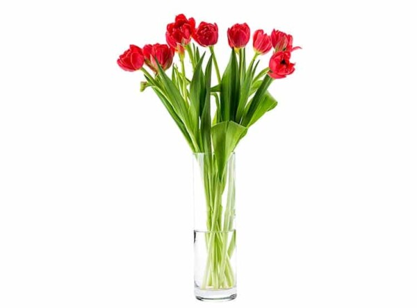 Ramo 15 Tulipanes Perfectos (Elige color)