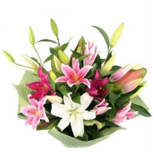 Liliums Esplendor Colores Surtidos