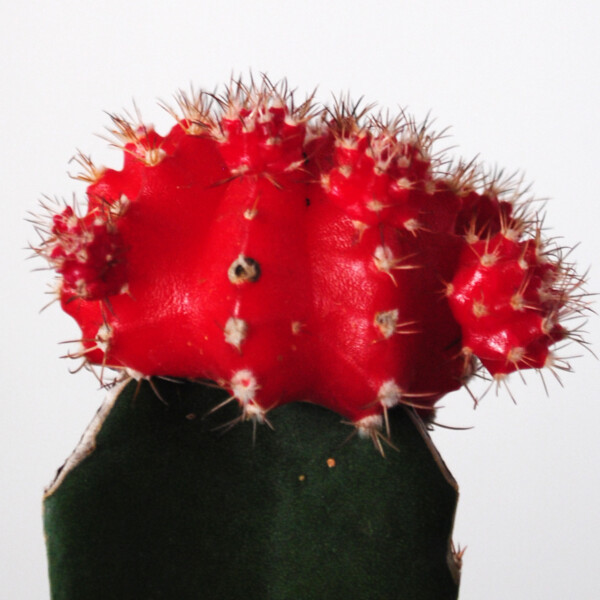Cactus Injertado Chico en Maceta Plástica (consulta color disponible)