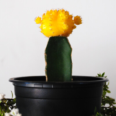 Cactus Injertado Pequeño en Maceta Greda Esmaltada (Consulta por disponibilidad de colores)