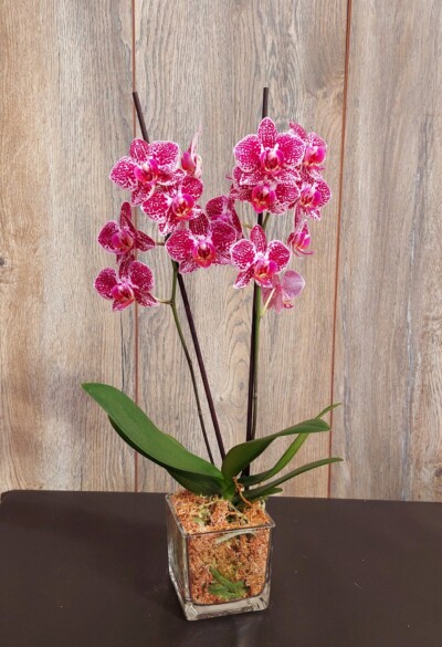 Orquídeas Mediana con Flor Phalaenopsis en Macetero de Vidrio - Floreria Encactus Vina del Mar