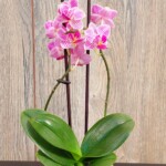 Orquídea Mini con Flor Phalaenopsis en Maceta Plástica