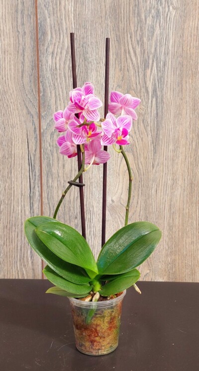 Orquídea Mini con Flor Phalaenopsis en Maceta Plástica - Floreria Encactus Vina del Mar