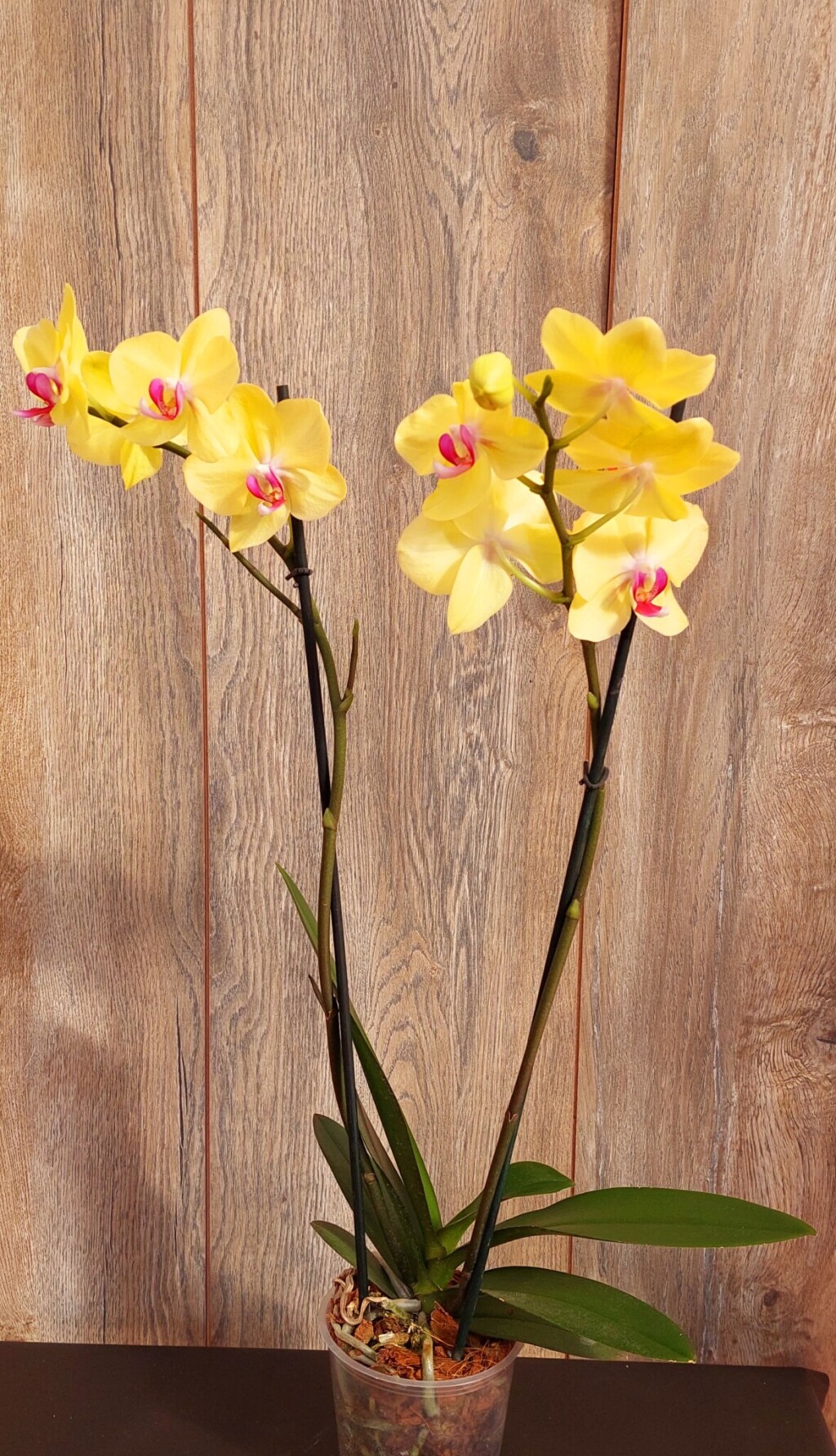 Orquídeas Grande con Flor Phalaenopsis en Maceta de Plástico