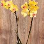 Orquídeas Grande con Flor Phalaenopsis en Maceta de Plástico