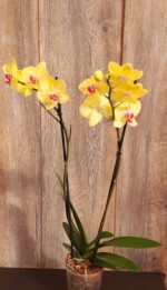 Orquídeas Grande con Flor Phalaenopsis en Maceta de Plástico