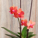 Orquídea Mediana con Flor Phalaenopsis en Maceta Plástica