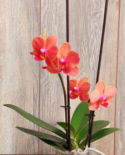 Orquídea Mediana con Flor Phalaenopsis en Maceta Plástica Orquídea Mediana con Flor Phalaenopsis en Maceta Plástica