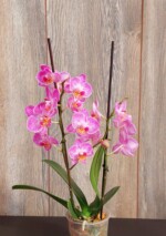 Orquídea Mediana con Flor Phalaenopsis en Maceta Plástica