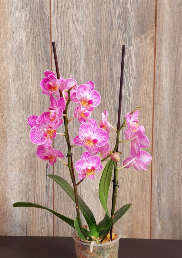 Orquídea Mediana con Flor Phalaenopsis en Maceta Plástica