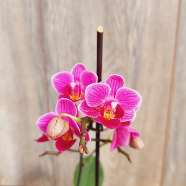 Orquídea Mini con Flor Phalaenopsis en Maceta Plástica