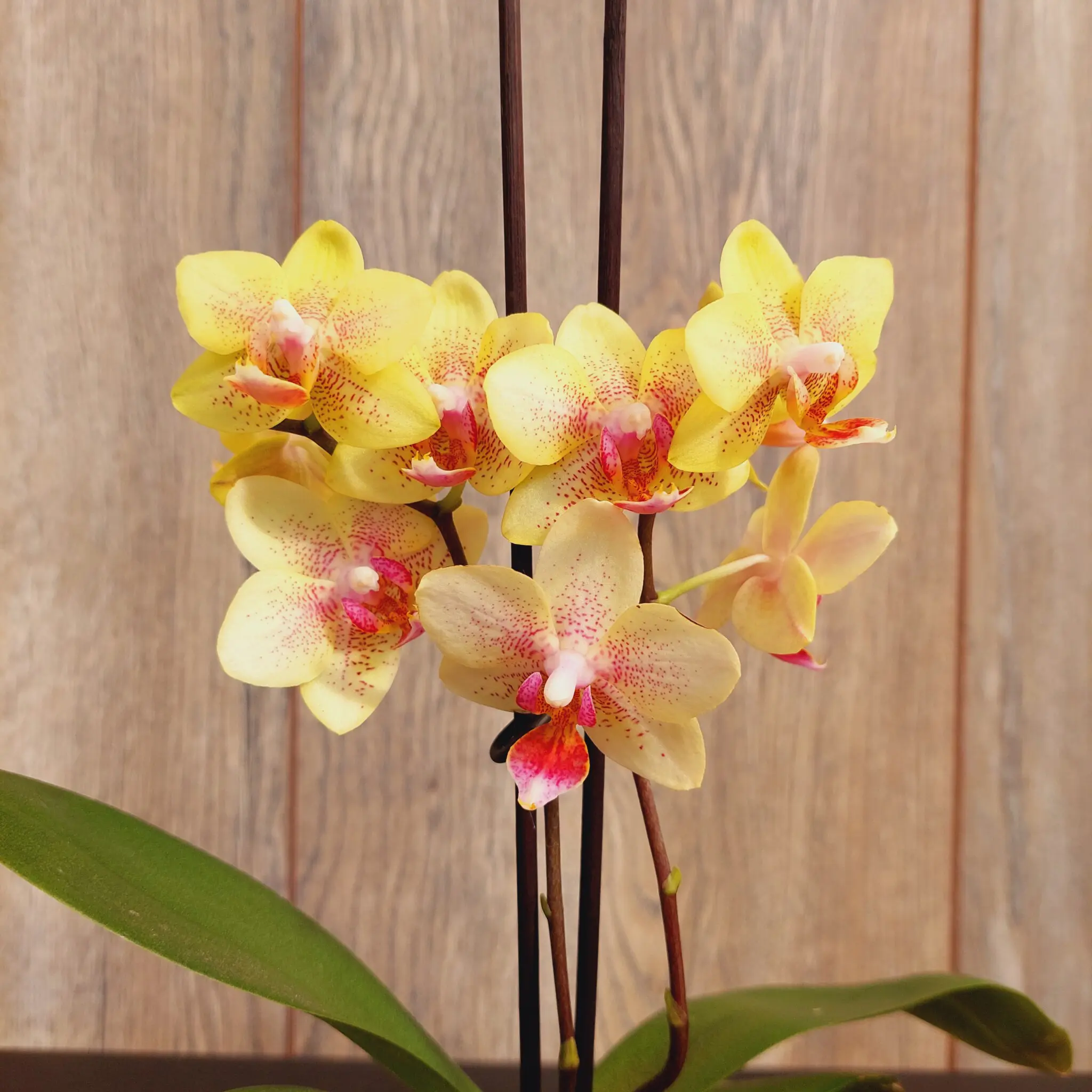 Orquídeas Mini con Flor Phalaenopsis en Macetero de Vidrio | Encactus Floral