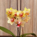 Orquídea Mini con Flor Phalaenopsis en Maceta Plástica