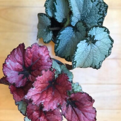 Begonia Rex Red