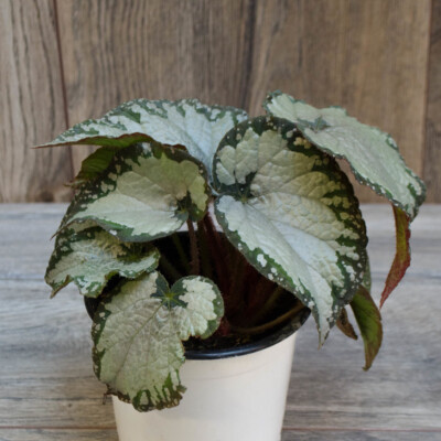 Begonia Silver