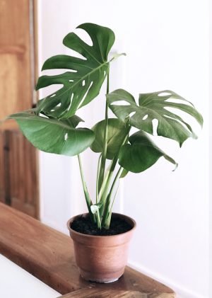 Monstera Deliciosa L - Floreria Encactus Vina del Mar