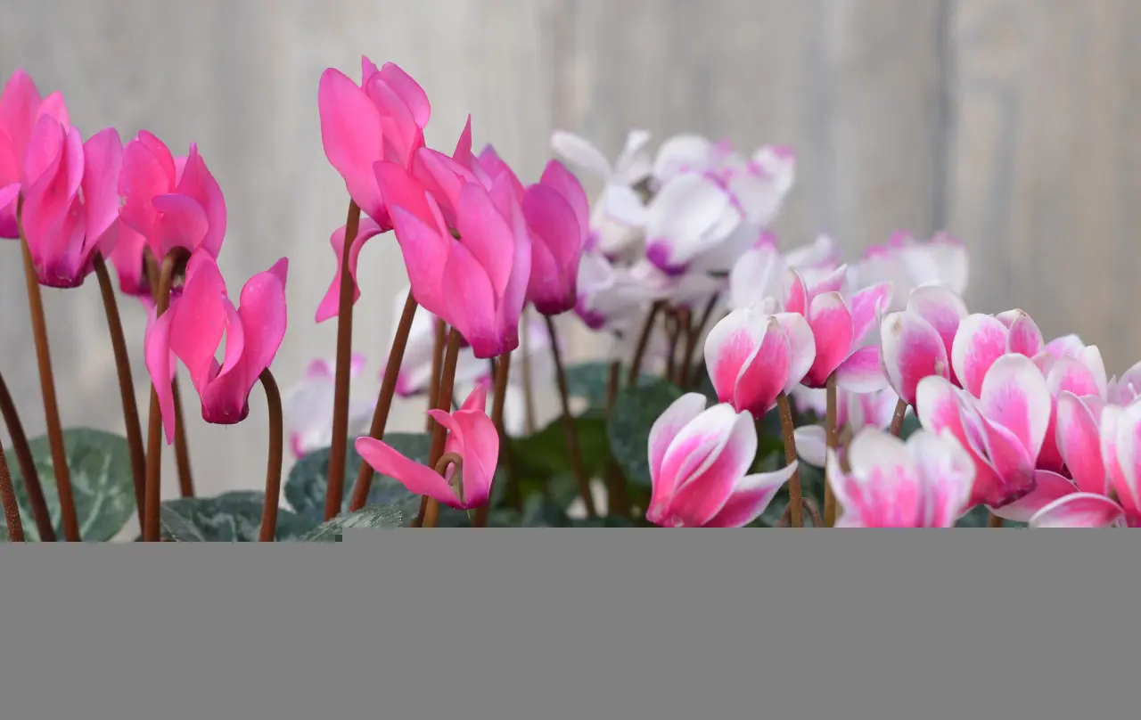 Cyclamen o Violeta Persa pequeña Maceta Plástica (consulta por colores  disponibles) | Encactus Floral