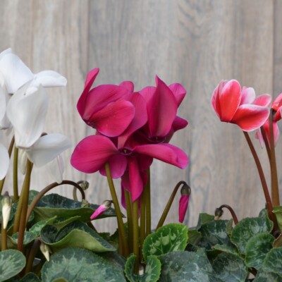 Cyclamen o Violeta Persa  Maceta Plástica  (consulta por colores disponibles)