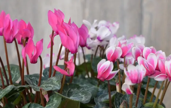 Cyclamen o Violeta Persa Grande Maceta Plástica (consulta por colores  disponibles) | Encactus Floral