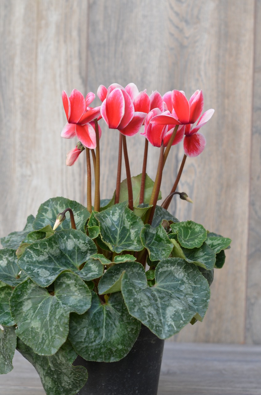 Cyclamen o Violeta Persa Grande Maceta Plástica (consulta por colores  disponibles) | Encactus Floral