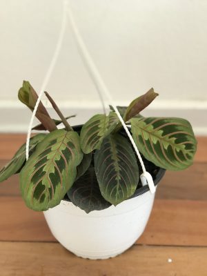 Maranta Leuconera - Floreria Encactus Vina del Mar