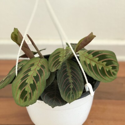 Maranta Leuconera