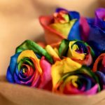 6 Rosas Arcoiris en Kraft