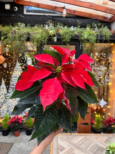 Corona del Inca - Floreria Encactus Vina del Mar