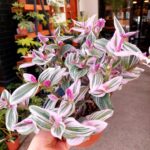 Tradescantia Pink XL