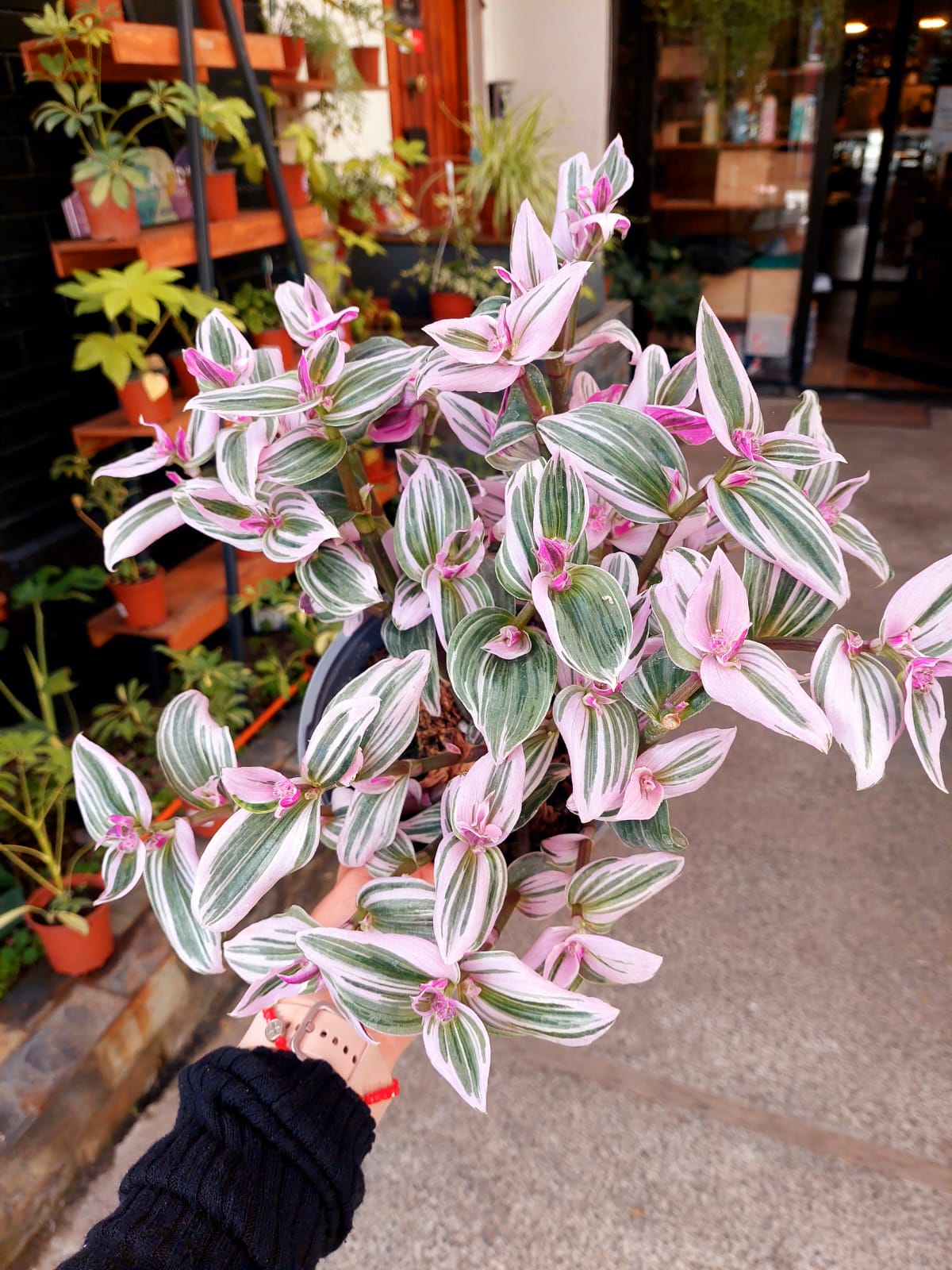 TRADESCANTIA PNK