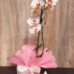 Pack Orquídea Mediana en Vidrio+ Fertilizante - Floreria Encactus Vina del Mar