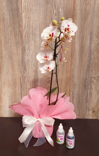 Pack Orquídea Mediana en Vidrio+ Fertilizante - Floreria Encactus Vina del Mar