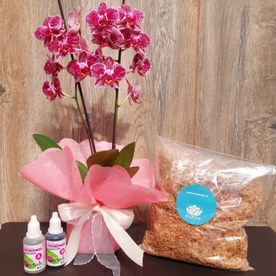 Pack Promocional Orquídea Mediana + Sustrato +Fertilizante