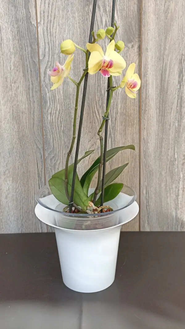 Orquídea Grande Phalaenopsis + Maceta Exclusiva Orquídeas Hobby Flower Adel  | Encactus Floral