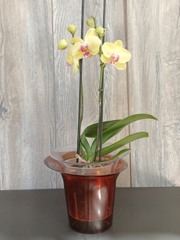 Orquídea Mediana Phalaenopsis + Maceta Exclusiva Orquídeas Hobby Flower Adel