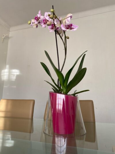 Hobby Flower Macetero Orquídea LINA - Imagen 2 - Floreria Encactus