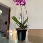 Orquídea Mediana Phalaenopsis + Maceta Exclusiva Orquídeas Hobby Flower Adel