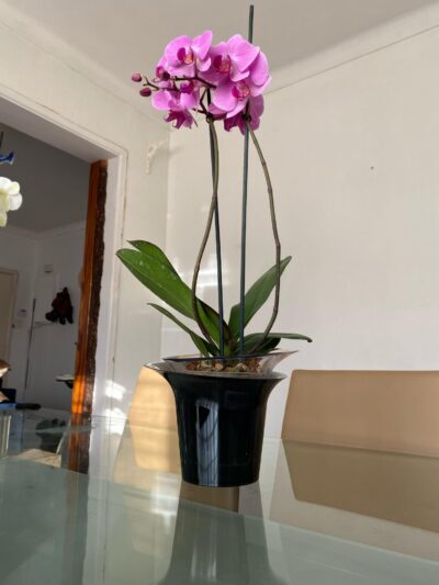 Hobby Flower Macetero Especial para Orquídea ADEL - Imagen 2 - Floreria Encactus
