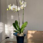 Orquídea Grande Phalaenopsis + Maceta Exclusiva Orquídeas Hobby Flower Adel - Floreria Encactus Vina del Mar