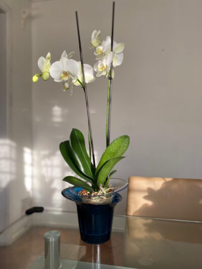 Orquídea Grande Phalaenopsis + Maceta Exclusiva Orquídeas Hobby Flower Adel - Floreria Encactus Vina del Mar