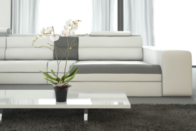 Orquídea Grande Phalaenopsis + Maceta Exclusiva Orquídeas Hobby Flower Adel