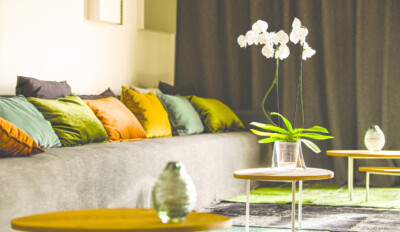Orquídea Grande Phalaenopsis + Maceta Exclusiva Orquídeas Hobby Flower Lina