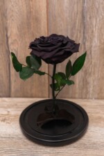 Rosa Encantada (Elige Color)