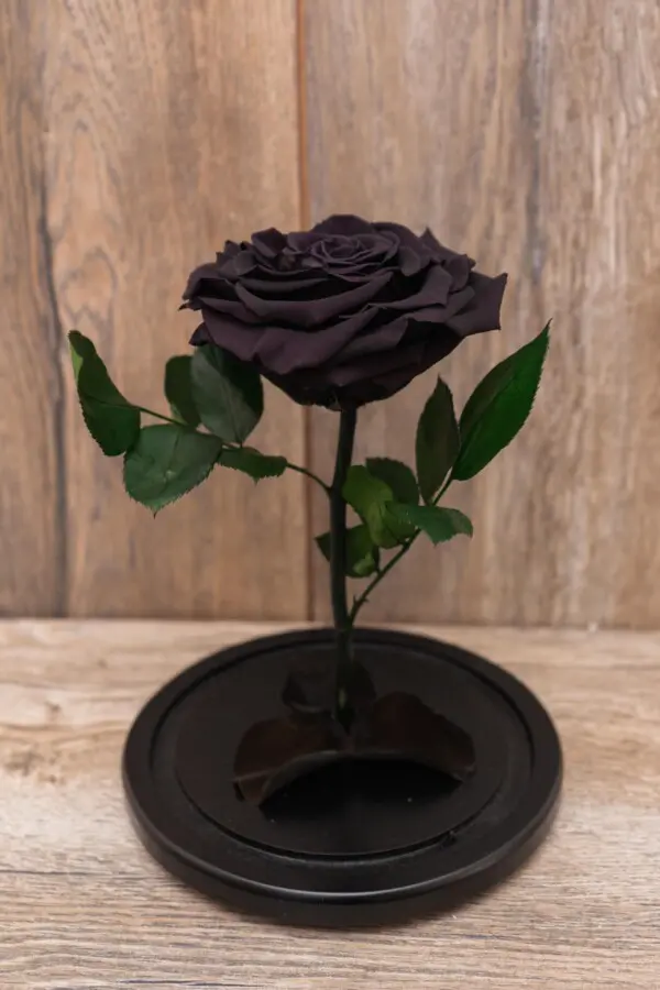 Rosa Encantada (Elige Color) | Encactus Floral