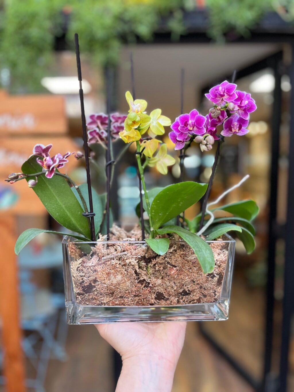 Triple Jardín de Mini Orquídeas